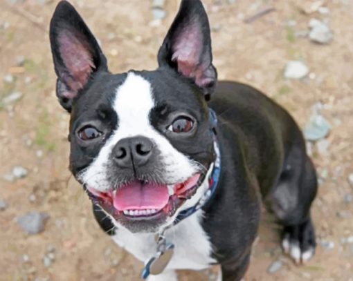 Boston Terrier Paint by numbers