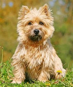 Cairn Terrier Sitting In The Grass Paint by numbers
