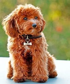 Cute Cockapoo Paint by number