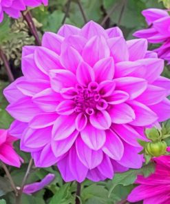 Dahlia Lilac Paint by numbers