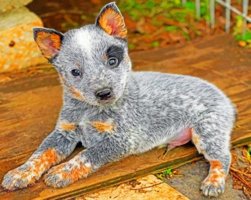 Aesthetic Blue Heeler Puppy Paint by numbers