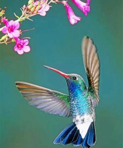 Aesthetic Hummingbird paint by numbers