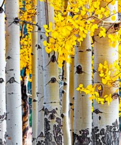 Aspen Trees Paint by numbers