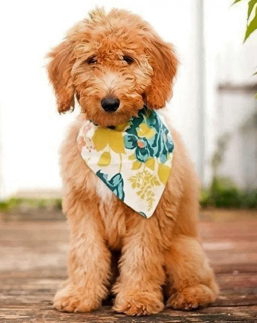 Australian Labradoodle paint by numbers