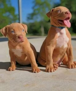 Baby Pit Bull Dogs Paint by numbers
