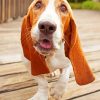 Basset Hound Dog Paint by numbers