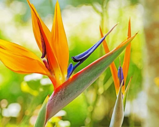 Bird Of Paradise Art Paint by numbers
