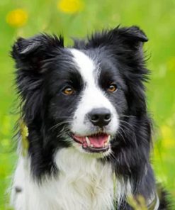 Black And White Border Collie Paint by numbers