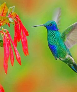 Blue And Green Hummingbird Paint by numbers