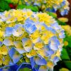 Blue And Yellow Hydrangea Paint by numbers