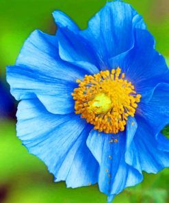 Blue And Yellow Poppy Paint by numbers