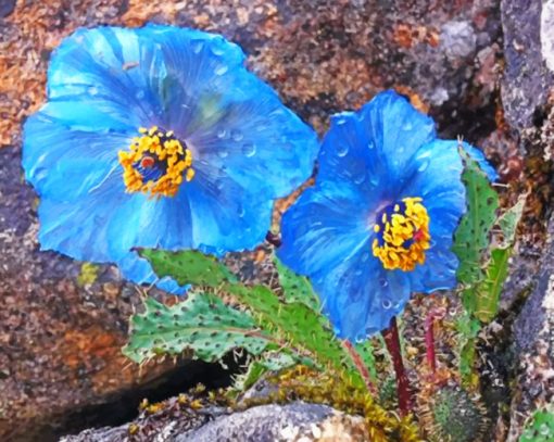 Blue Poppy Trek paint by numbers