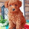 Brown Labradoodle paint by numbers