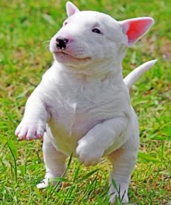 Bull Terrier Puppy Paint by numbers