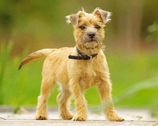 Cairn Terrier Dog Paint by numbers