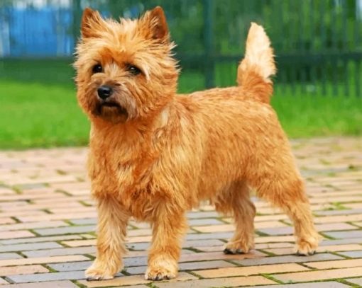 Cairn Terrier Paint by numbers