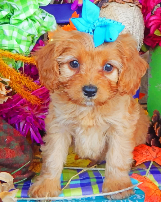 Ginger cavapoo hot sale puppy