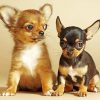 Chihuahua Puppies paint by numbers