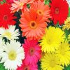 Colorful Gerbera Daisies Paint by numbers