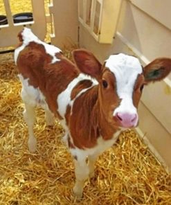 Cute Baby Brown Cow Paint by numbers