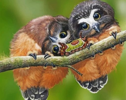 Cute Owls paint by numbers