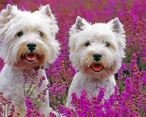 Cute West Highland Terriers Ppaint by numbers