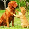 Dogue De Bordeaux Paint by numbers