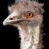 Emu Bird Head paint by numbers