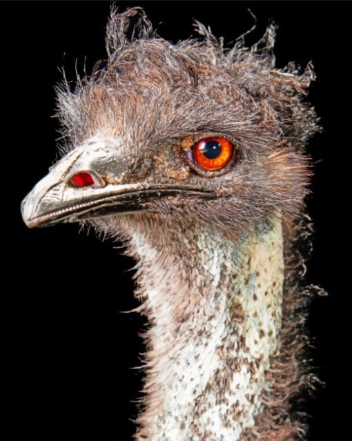 Emu Bird Head paint by numbers