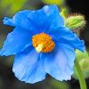 Himalayan Blue Poppy Paint by numbers