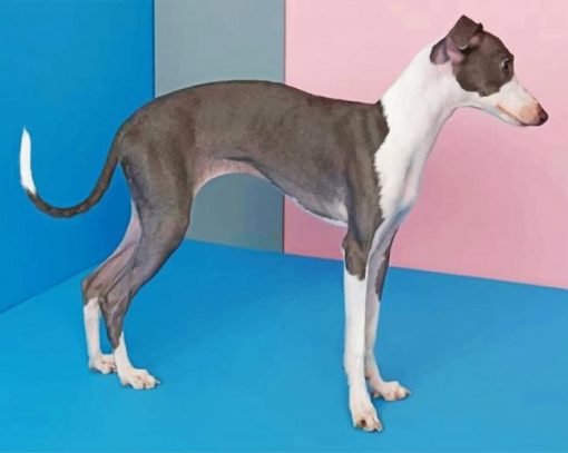 Italian Greyhound Paint by numbers