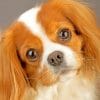 King Charles Cavalier Pet Paint by numbers