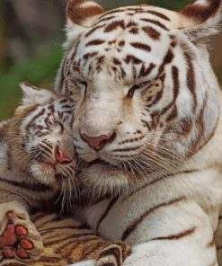 Mom And Her Baby White Tiger Paint by numbers