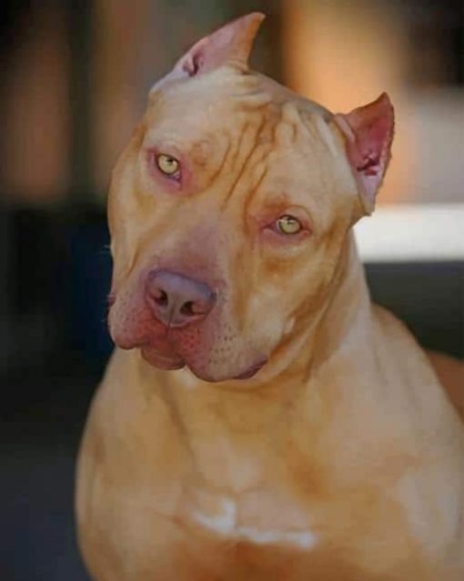 Red Nose Pit Bull Paint by numbers