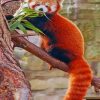 Red Panda Paint by numbers