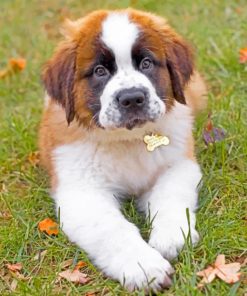 Saint Bernard Puppy paint by numbers