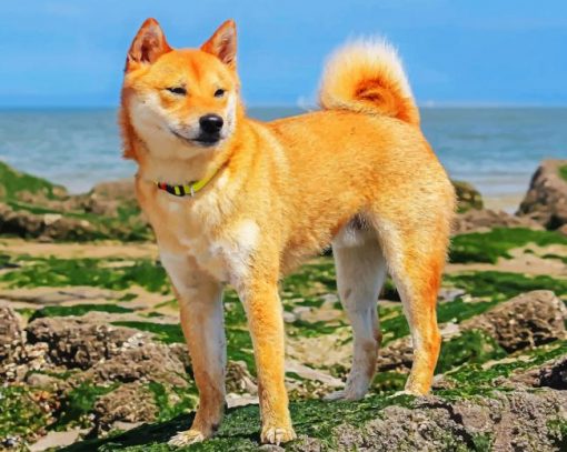 Shiba Inu Paint by numbers