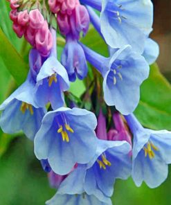 Virginia Bluebell Paint by numbers