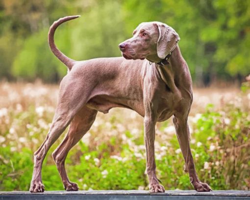 Weimaraner Paint by numbers