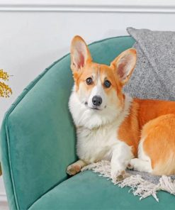 Welsh Corgi Paint by numbers