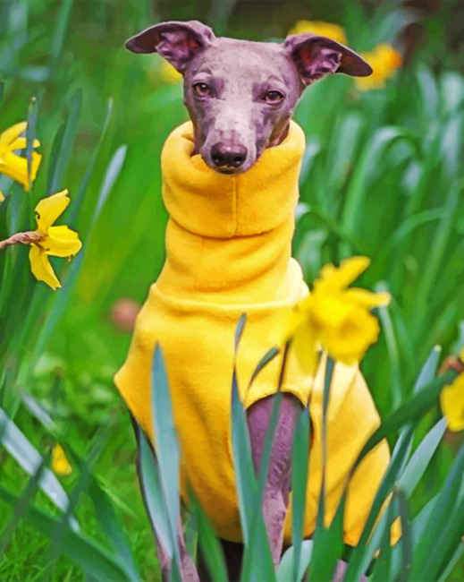 Yellow whippet sale