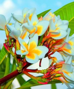 White Plumeria Paint by numbers