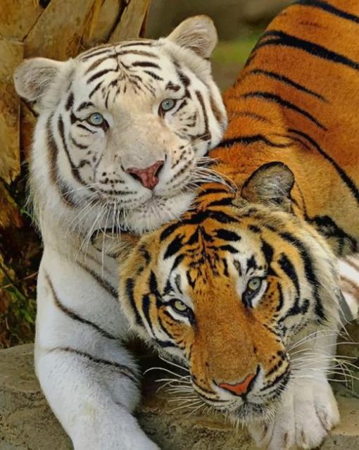 White Tiger And Brown Tiger Paint by numbers