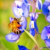 Bee And Bluebonnet Paint by numbers