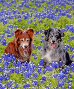 Bluebonnets And Dogs Paint by numbers