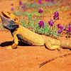 Desert Bearded Dragon paint by numbers