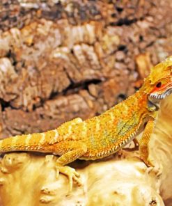 High Red Bearded Dragon Paint by numbers