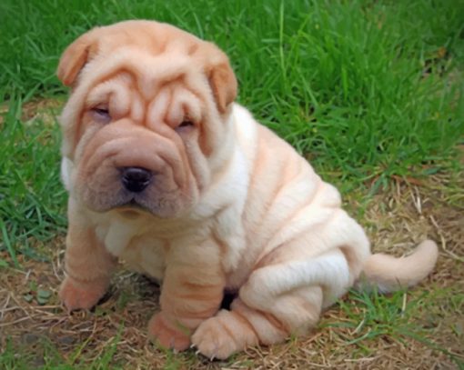 Adorable Shar Pei Paint by numbers