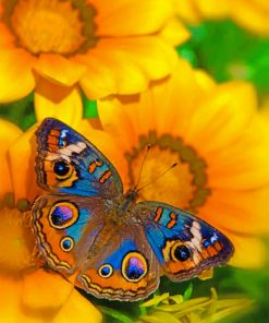 Buckeye Butterfly On A Sunflowers Piant by numbers