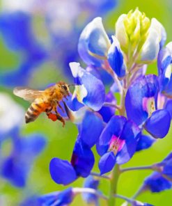 Bee On A Bluebonnet Paint by numbers